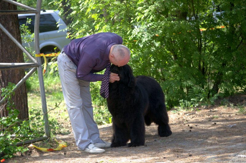 Фото: ньюфаундленд Mnogolikaya Boginya Manifik (Многоликая Богиня Манифик), Aleksey Votchal (Алексей Вотчал)