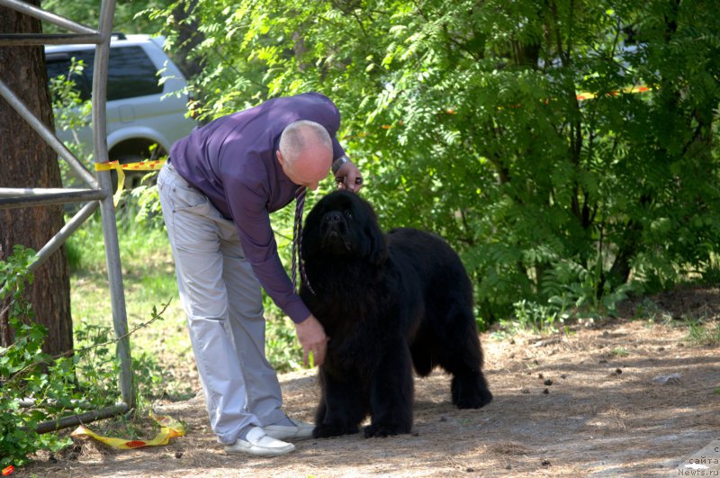 Фото: ньюфаундленд Mnogolikaya Boginya Manifik (Многоликая Богиня Манифик)