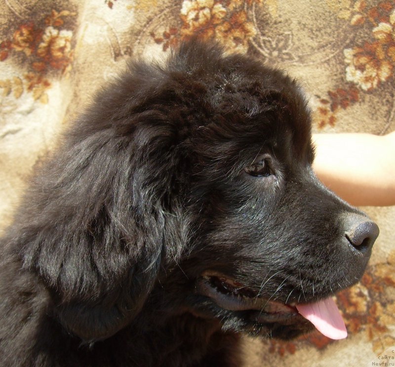 Фото: ньюфаундленд Velyke Malyatko Zhytteva Mudrist' (Velyke Malyatko Zhytteva Mudrist')