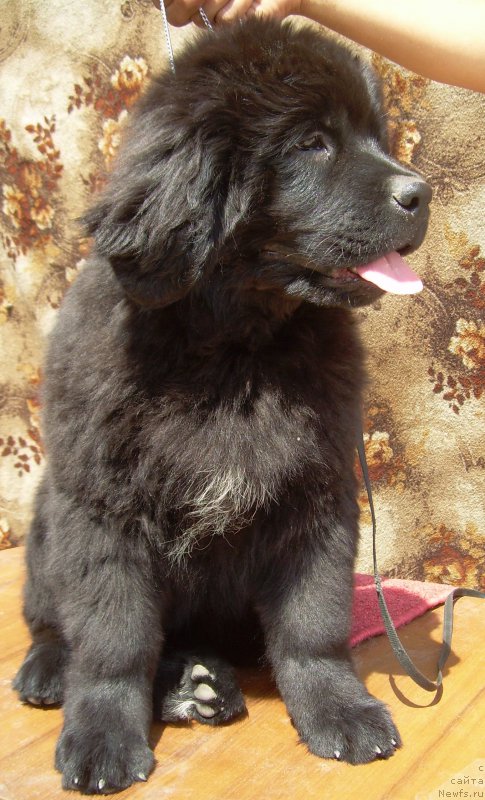 Фото: ньюфаундленд Velyke Malyatko Zhytteva Mudrist' (Velyke Malyatko Zhytteva Mudrist')