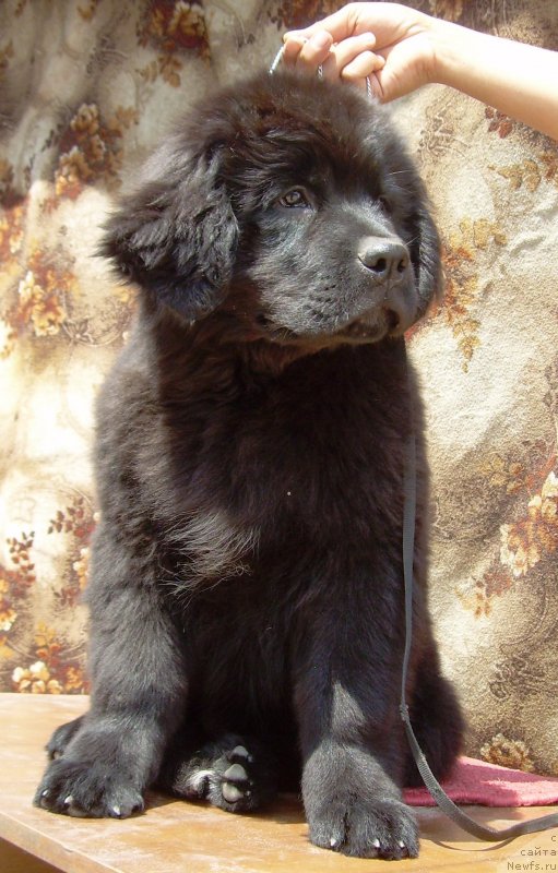 Фото: ньюфаундленд Velyke Malyatko Zhytteva Mudrist' (Velyke Malyatko Zhytteva Mudrist')