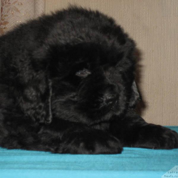 Фото: ньюфаундленд Ideal'nyiy Paren' s Berega Dona (Идеальный Парень с Берега Дона)