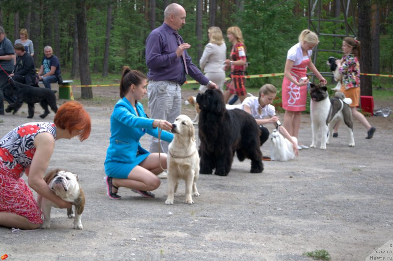 Фото: ньюфаундленд Mnogolikaya Boginya Manifik (Многоликая Богиня Манифик)