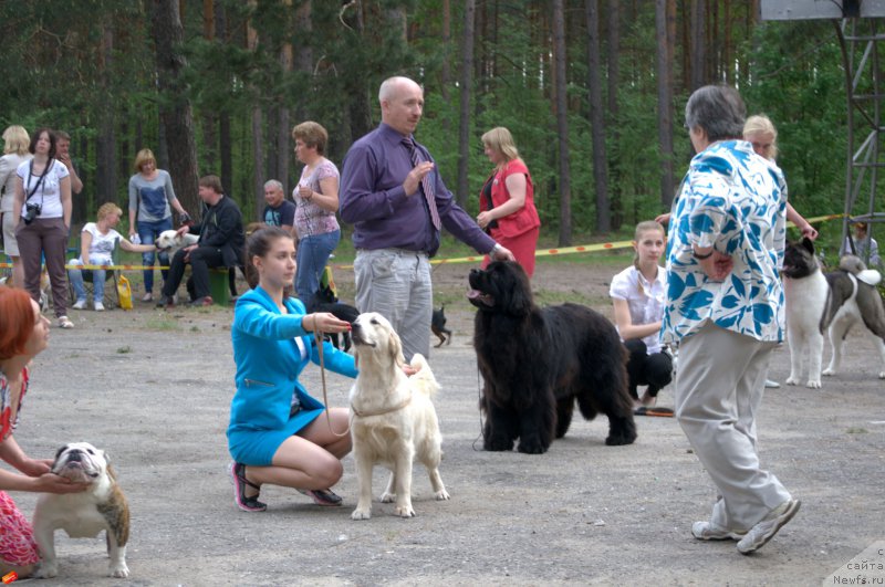 Фото: ньюфаундленд Mnogolikaya Boginya Manifik (Многоликая Богиня Манифик)