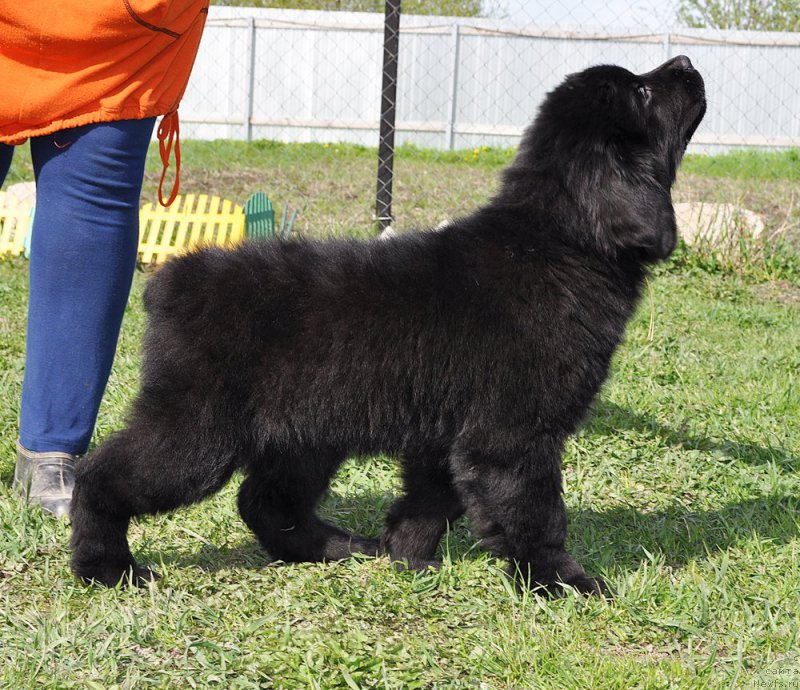 Фото: ньюфаундленд Beguschaya po Volnam Vintaje (Бегущая по Волнам Винтаже)