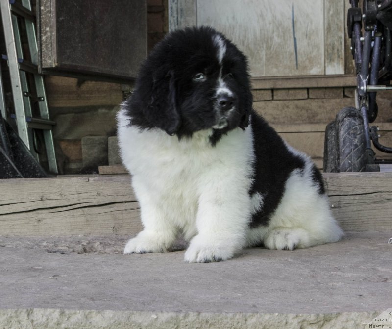 Фотография № 182542