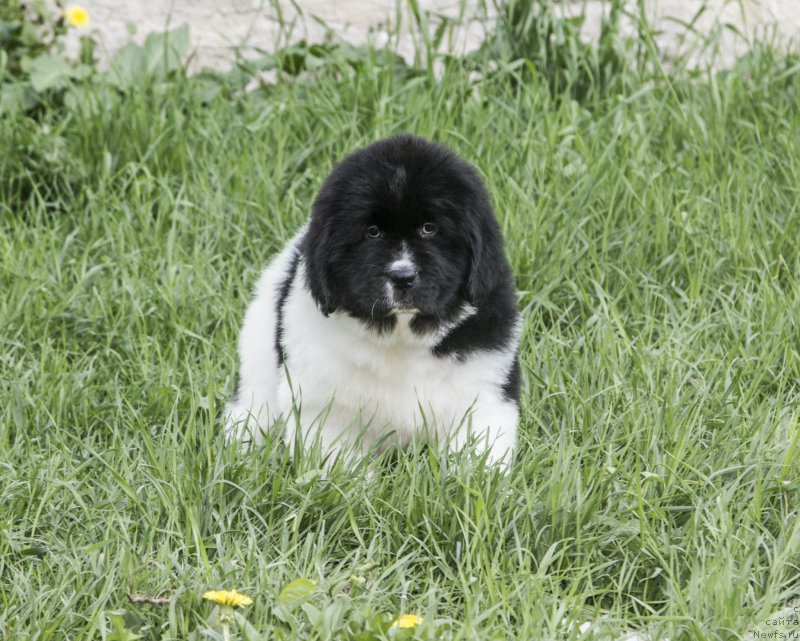 Фотография № 182550