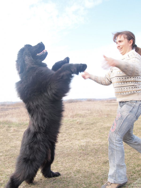 Фото: ньюфаундленд Velyke Malyatko Dnipro