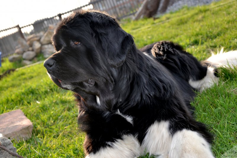 Фото: ньюфаундленд Fiamettahauz Princess B'yuti (Фиаметтахауз Принцесс Бьюти)