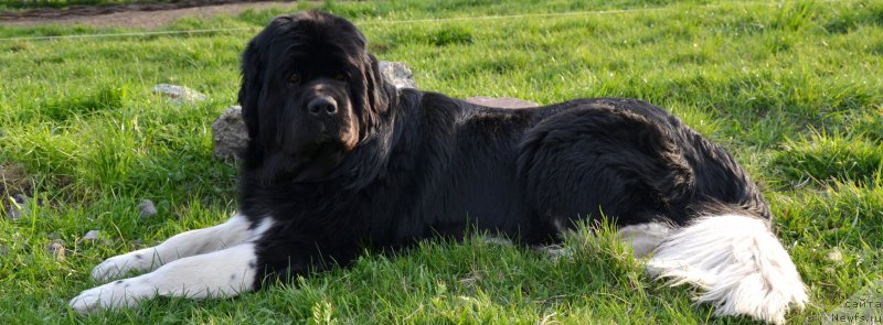 Фото: ньюфаундленд Fiamettahauz Princess B'yuti (Фиаметтахауз Принцесс Бьюти)