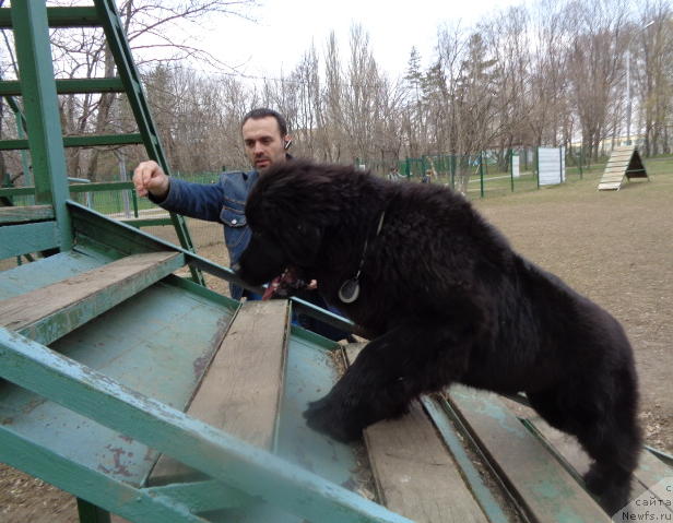 Фото: ньюфаундленд Sent Djons Optimus Prime (Сент Джонс Оптимус Прайм), Vladimir Pahnyuk (Владимир Пахнюк)