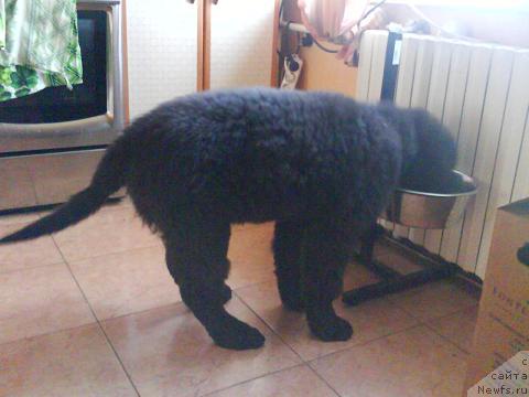 Фото: ньюфаундленд YEksklyuziv ot Undinyi (Эксклюзив от Ундины)