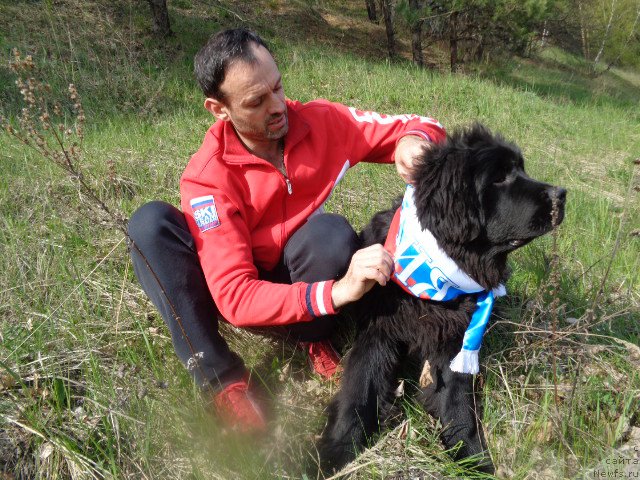 Фото: Vladimir Pahnyuk (Владимир Пахнюк), ньюфаундленд Sent Djons Optimus Prime (Сент Джонс Оптимус Прайм)