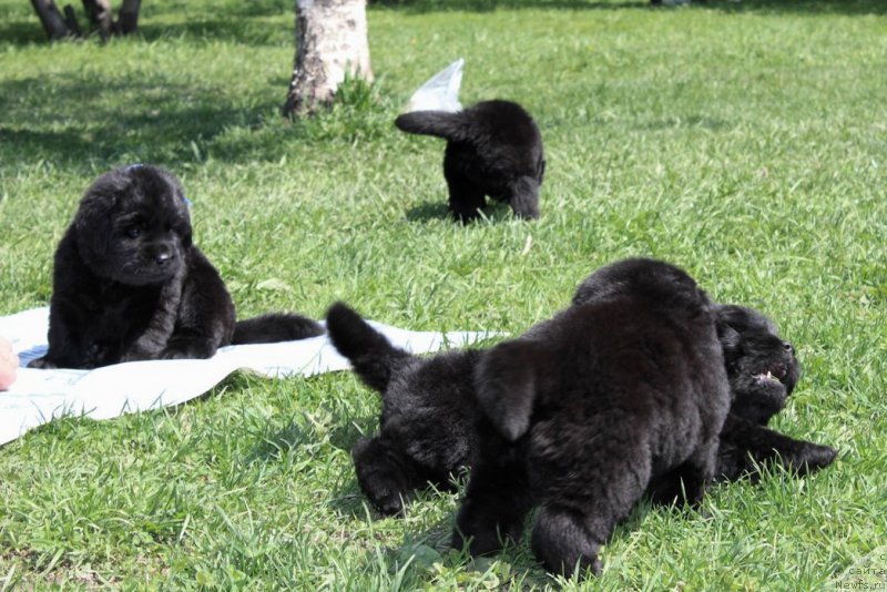 Фотография № 182609