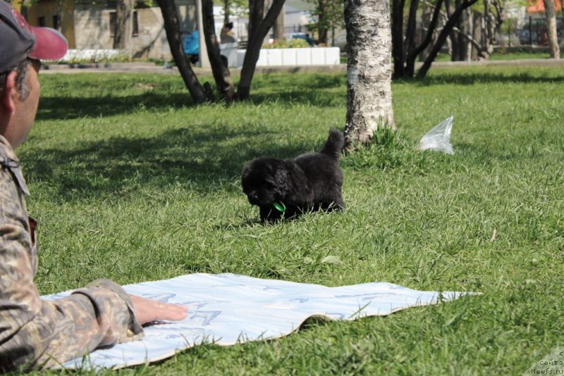 Фото: ньюфаундленд Aristokraticheskaya SHtuchka (Аристократическая Штучка)