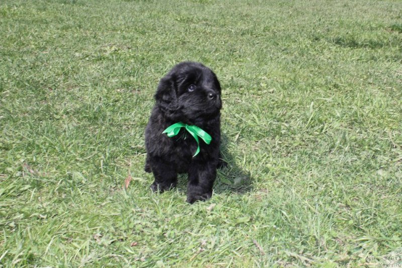 Фото: ньюфаундленд Aristokraticheskaya SHtuchka (Аристократическая Штучка)