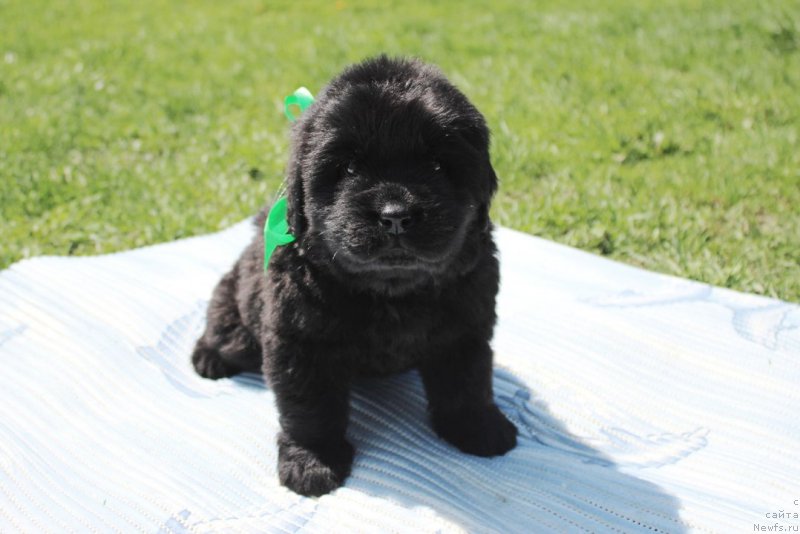 Фото: ньюфаундленд Aristokraticheskaya SHtuchka (Аристократическая Штучка)