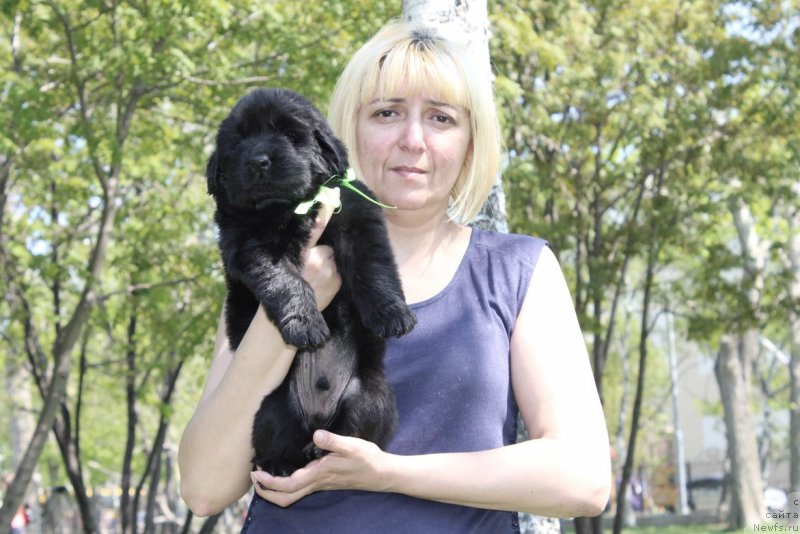 Фото: ньюфаундленд Al'ter YEgo (Альтер Эго)