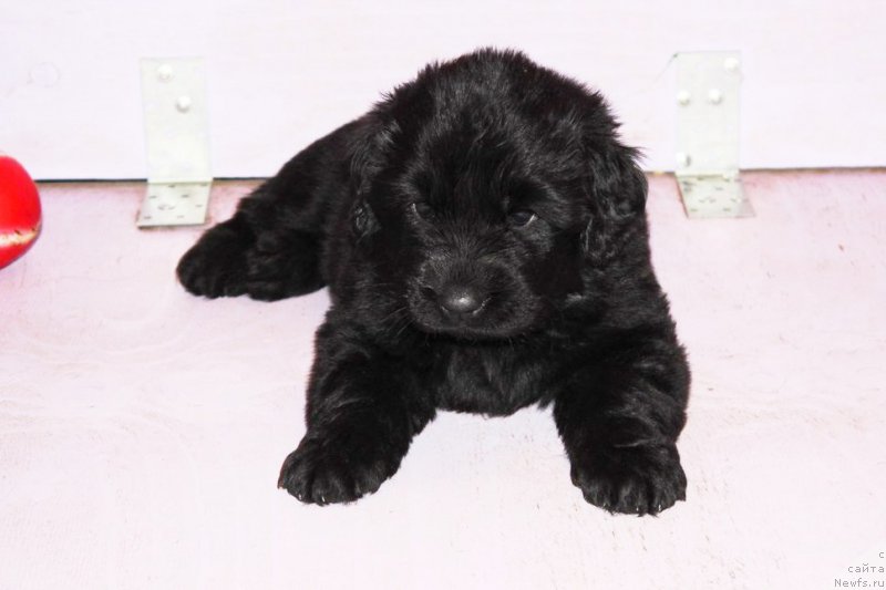 Фото: ньюфаундленд Art Deko Osobyiy SHik (Арт Деко Особый Шик)