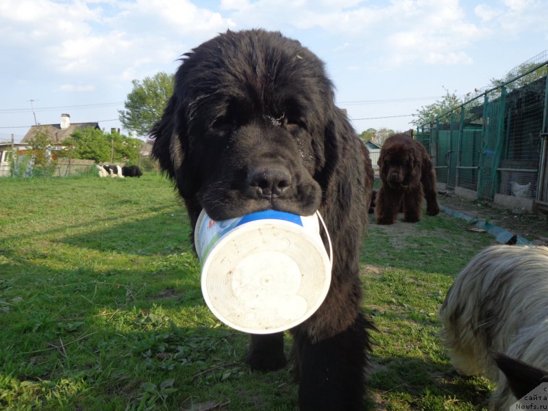 Фото: ньюфаундленд Viktorius Smayl (Викториус Смайл)