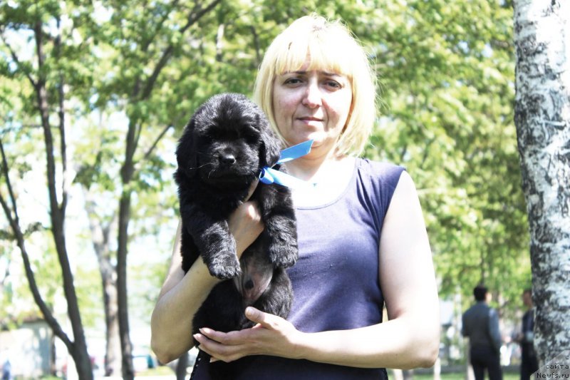 Фото: ньюфаундленд Art Deko Osobyiy SHik (Арт Деко Особый Шик)