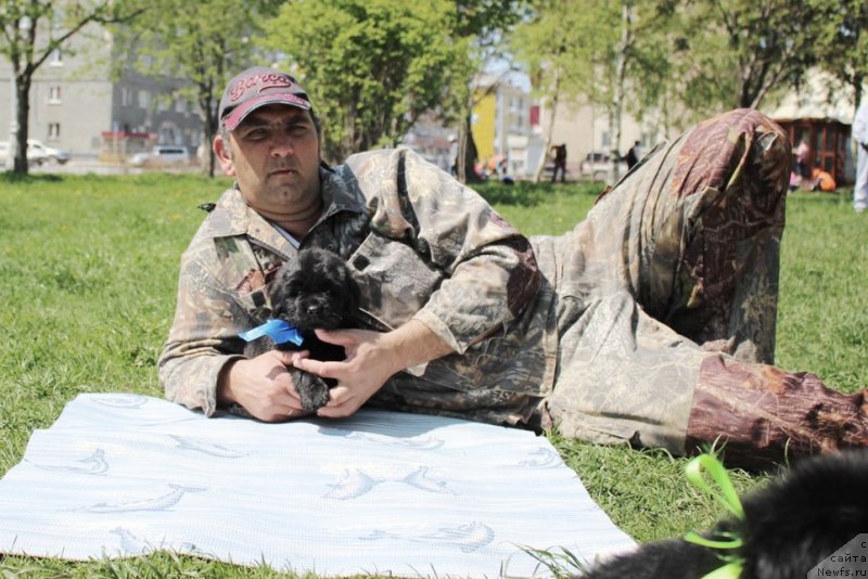 Фото: ньюфаундленд Art Deko Osobyiy SHik (Арт Деко Особый Шик)