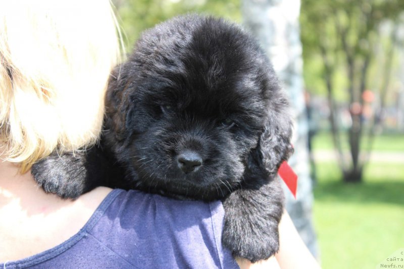 Фотография № 182646