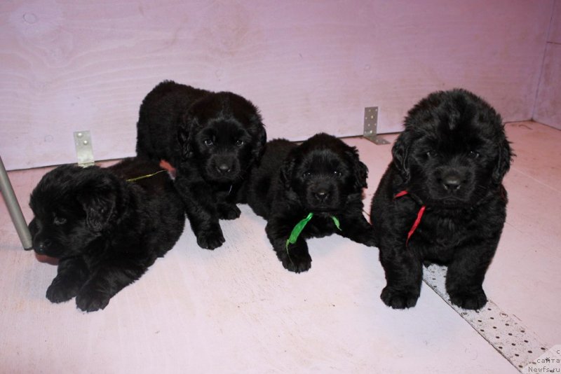 Фотография № 182650