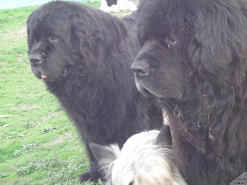 Фото: ньюфаундленд Viski Red Label Veps (Виски Ред Лейбл Вепс), ньюфаундленд Vito Kacho Ferl (Вито Качо Ферл)