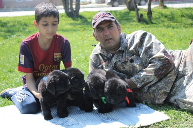 Фото: щенки от Тая и Джесс