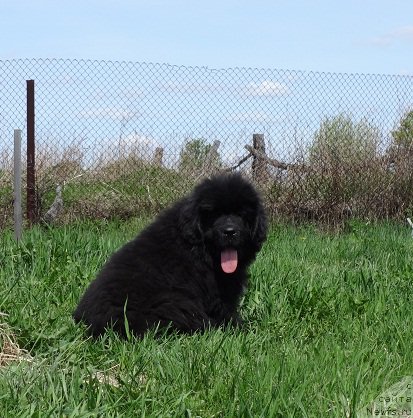 Фото: ньюфаундленд Kiper Soul Smayli dlya N'yufort (Кипер Соул Смайли для Ньюфорт)
