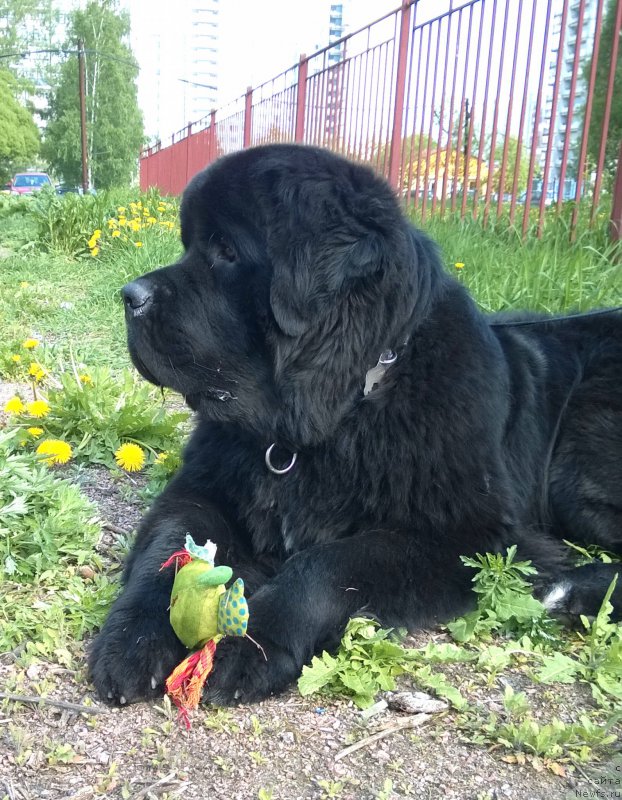Фото: ньюфаундленд Beguschaya po Volnam Сhart Topper (Бегущая по Волнам Чарт Топпер)