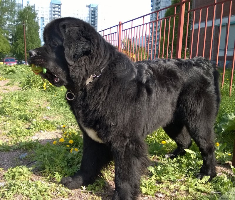 Фото: ньюфаундленд Beguschaya po Volnam Сhart Topper (Бегущая по Волнам Чарт Топпер)