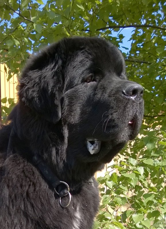 Фото: ньюфаундленд Beguschaya po Volnam Сhart Topper (Бегущая по Волнам Чарт Топпер)