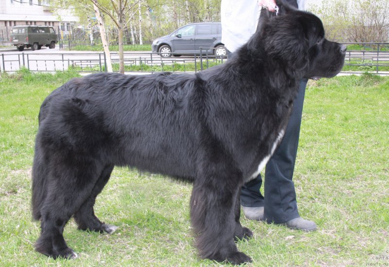 Фото: ньюфаундленд Beguschaya po Volnam Сhart Topper (Бегущая по Волнам Чарт Топпер)