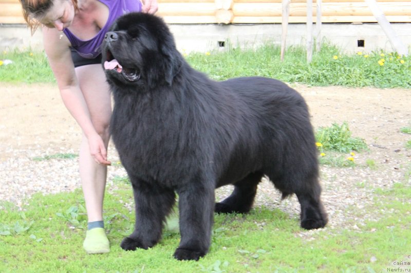 Фото: ньюфаундленд Matvey s Berega Dona (Матвей с Берега Дона)