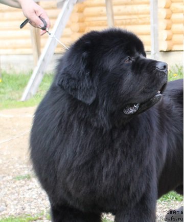 Фото: ньюфаундленд Matvey s Berega Dona (Матвей с Берега Дона)