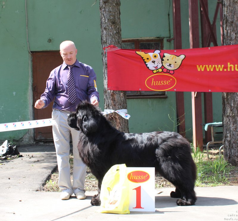 Фото: ньюфаундленд Simbad Pokoritel' Morey (Симбад Покоритель Морей)