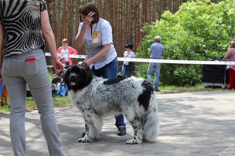 Фото: ньюфаундленд Skazochnaya Kroha SHarman (Сказочная Кроха Шарман)