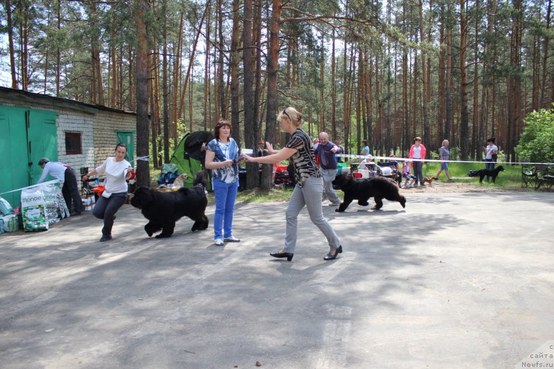 Фото: ньюфаундленд Aquatoriya Kelvin Yuventus (Акватория Келвин Ювентус), ньюфаундленд Mnogolikaya Boginya Manifik (Многоликая Богиня Манифик)