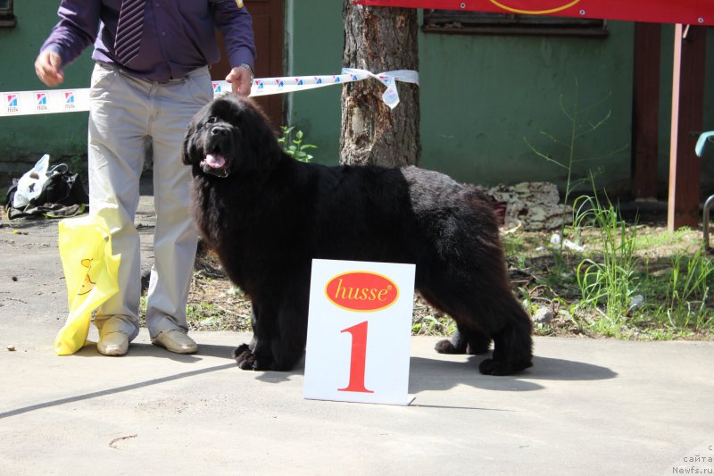 Фото: ньюфаундленд Mnogolikaya Boginya Manifik (Многоликая Богиня Манифик)