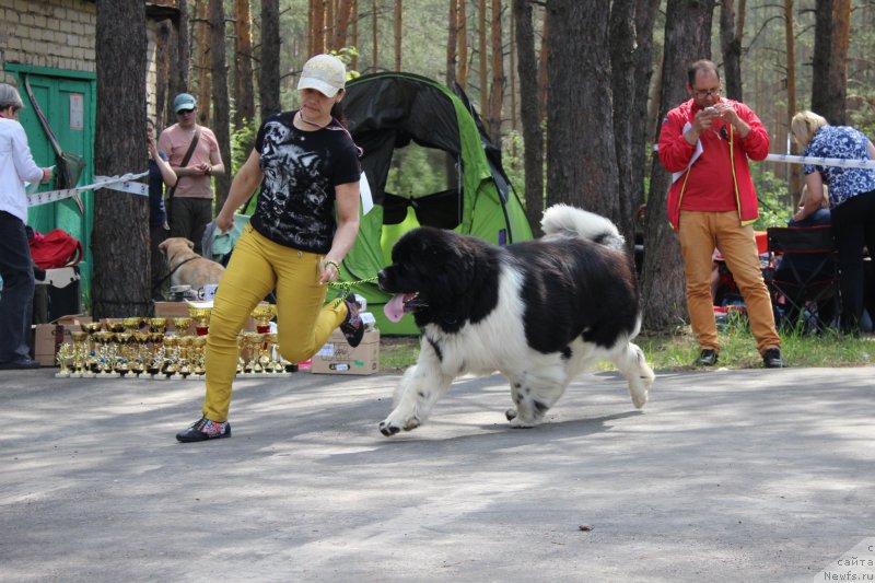 Фото: ньюфаундленд Plushevaya Panda Schevaler de Mon ot Ledi Di (Плюшевая Панда Шевалье де Мон от Леди Ди)
