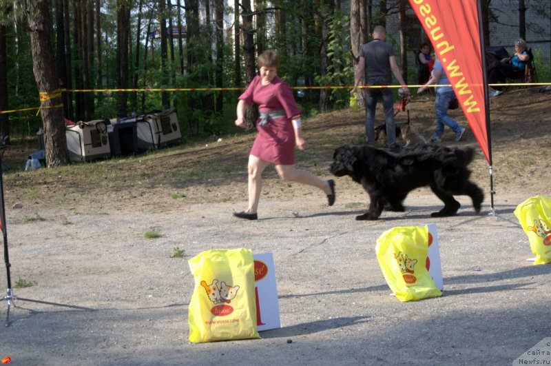 Фото: ньюфаундленд Dar Svezy So it Shell Be (Дар Свезы Со Ит Шелл Би), Ol'ga Budina (Ольга Будина)