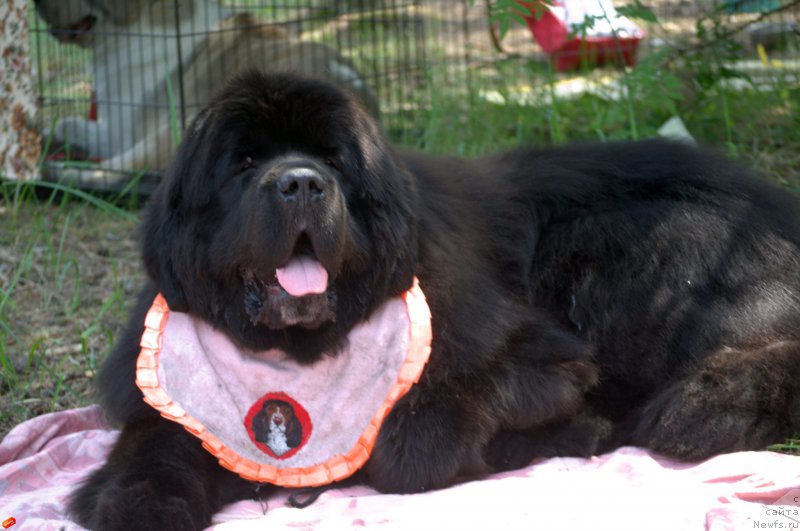 Фото: ньюфаундленд Black Diamond Agidel ot Potapa Chezzario (Блэк Диамонд Агидель от Потапа Чеззарио)