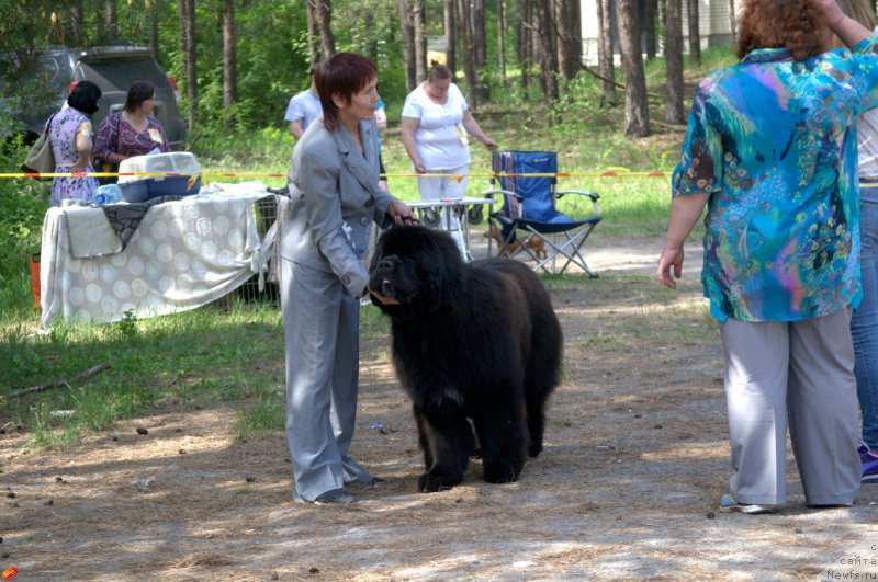 Фото: ньюфаундленд Black Diamond Agidel ot Potapa Chezzario (Блэк Диамонд Агидель от Потапа Чеззарио)