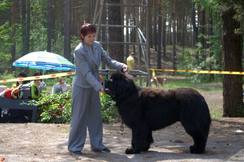 Фото: ньюфаундленд Black Diamond Agidel ot Potapa Chezzario (Блэк Диамонд Агидель от Потапа Чеззарио)