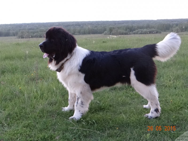 Фото: ньюфаундленд Beatris B'yutiful ot Sibirskogo Medvedya (Беатрис Бьютифул от Сибирского Медведя)