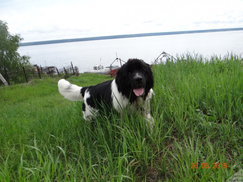 Фото: ньюфаундленд Beatris B'yutiful ot Sibirskogo Medvedya (Беатрис Бьютифул от Сибирского Медведя)