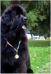 Фото: ньюфаундленд Aurora Polaris Laskovyi Gigant