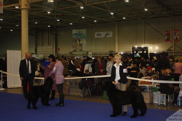 Фото: ньюфаундленд Aurora Polaris Laskovyi Gigant